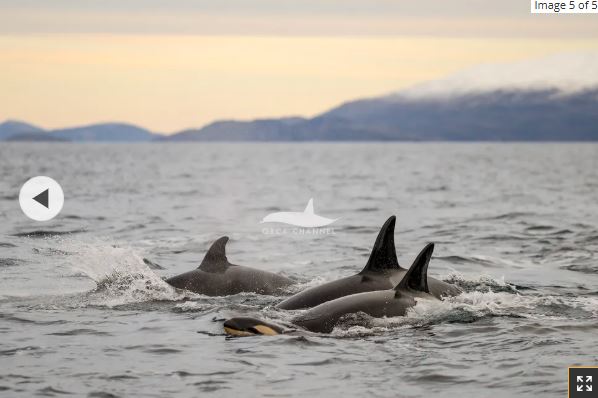 در نهایت، گروه اورکاها شناکنان دور شدند و نوزاد زنده و سالم بود.